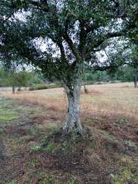 Oliveiras adultas