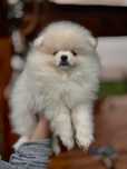 Pomeranian Misiu Boi.