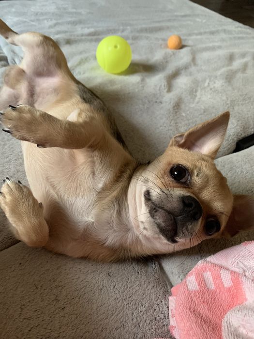 Кобель чіхуахуа запрошує дівчат на в‘язку