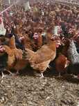 Kury nioski młode ROSA MESSA LEGHORN.Wszystkie rasy kurek z jajkiem!!