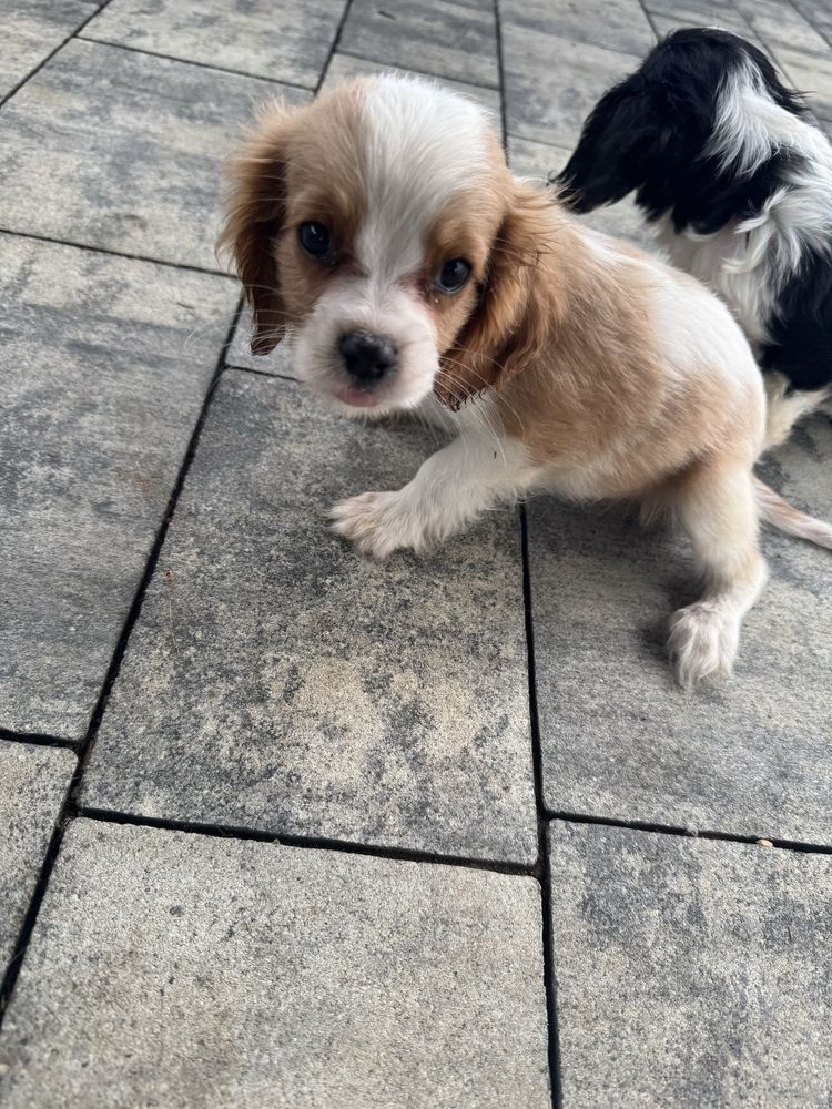 Piesek Cavalier Blenheim Rodowód,Chip,Książeczka,Wyprawka!!