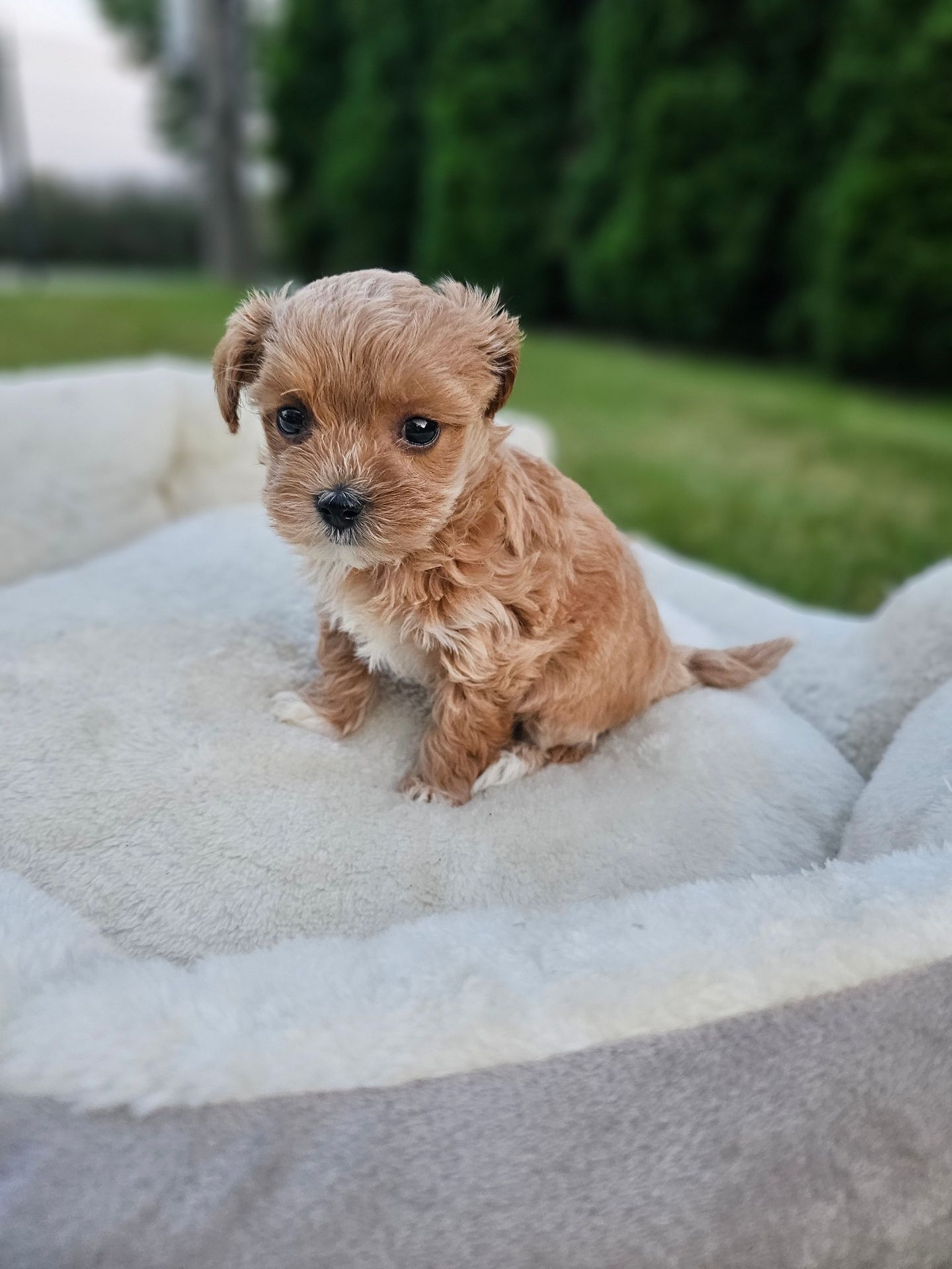 Bardzo Ciemna Dziewczynka Maltipoo Miniaturka