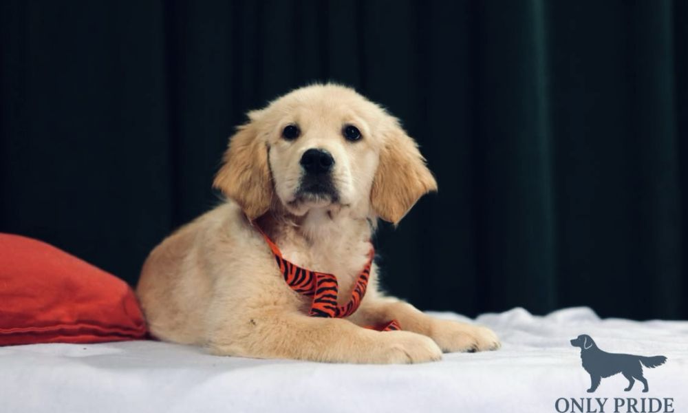 Золотистий ретривер