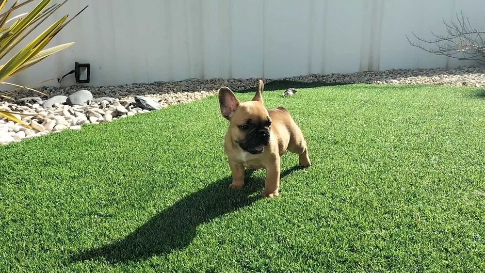 Bulldog Francês Fêmea com LOP e Afixo