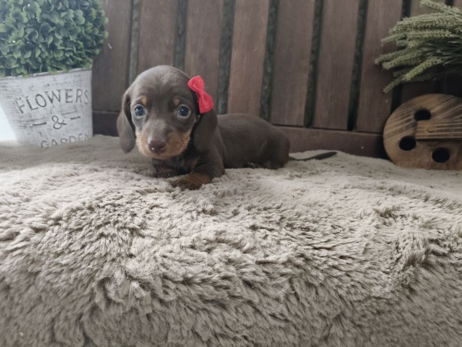 Teckel kaninchen fêmea com LOP