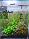 Oddam samca gurami