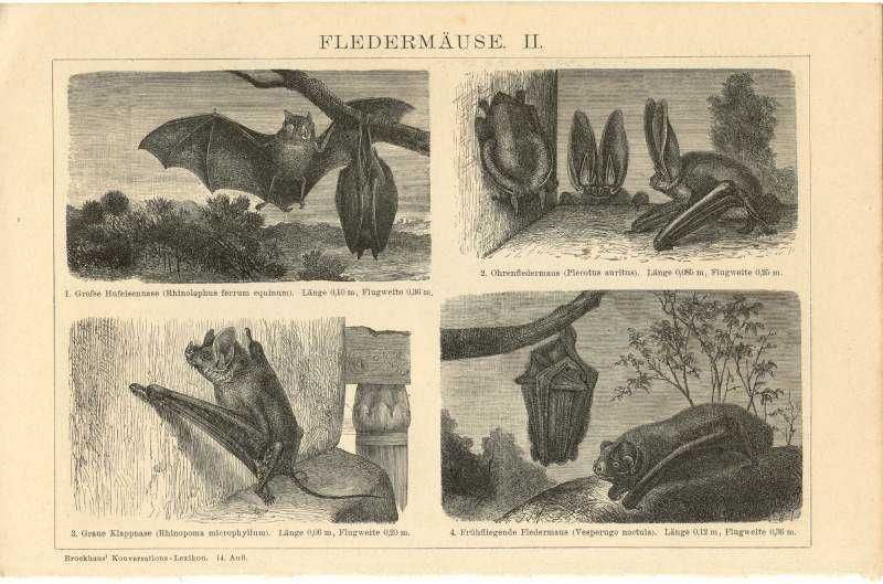 Niedźwiedzie, Nietoperze  oryginalne XIX w. grafiki