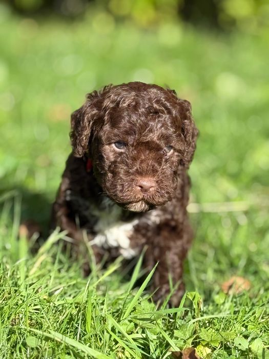 Lagotto Romagnolo ZKwP/FCI - piękny pies