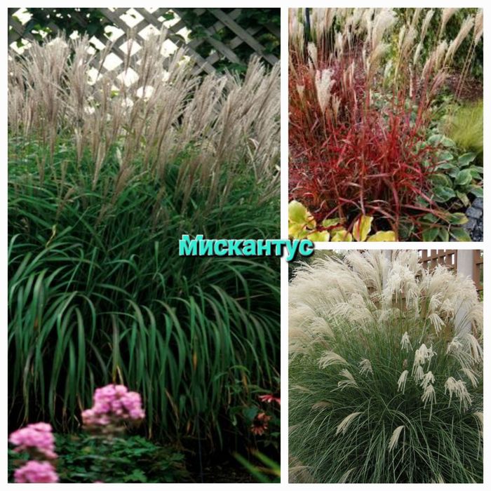 Хосты, Клематисы, морозники императа, мискантусы.и др.  многолетники