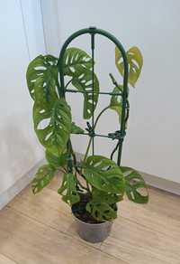 Monstera adansonii Monkey Mask