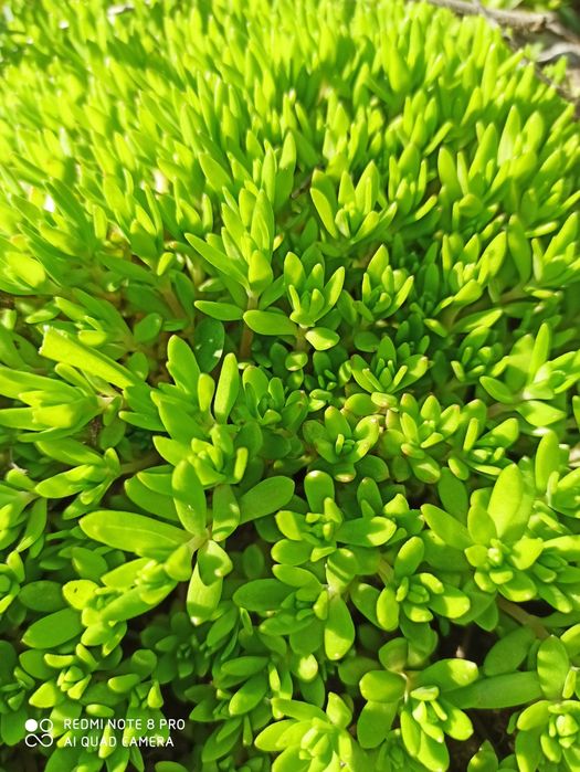 Седум ( очиток) лозовидный