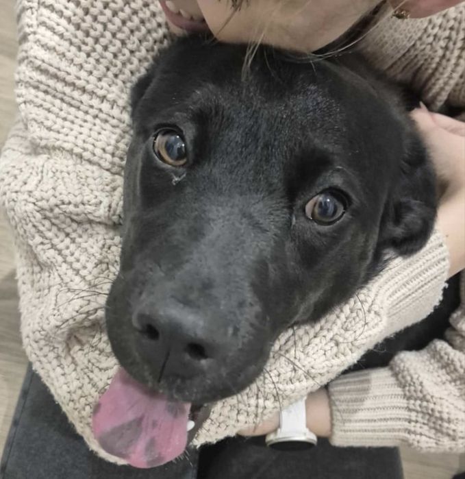 Roczna sunia w typie labradora absolutnie idealna