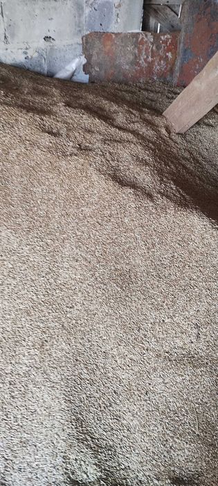 Żyto ozime z certyfikatem eko