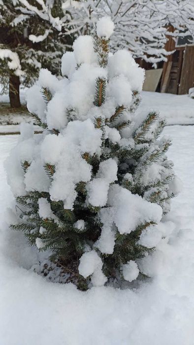 Здам котедж на Новорічні Різд вяні свята.