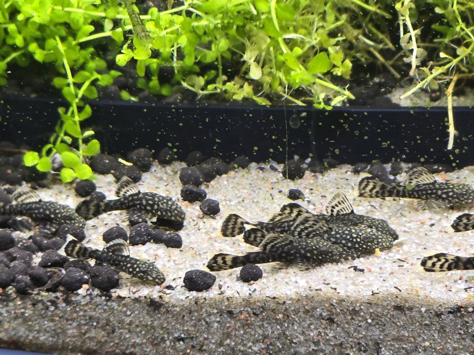 Glonojad rybki akwariowe