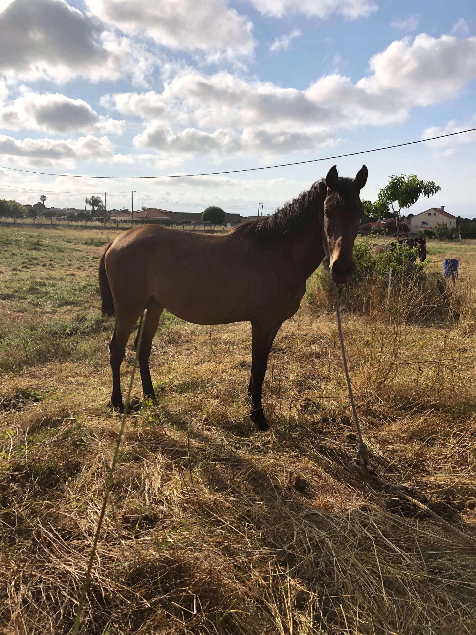 Poldra 18 meses cruzada lusitano