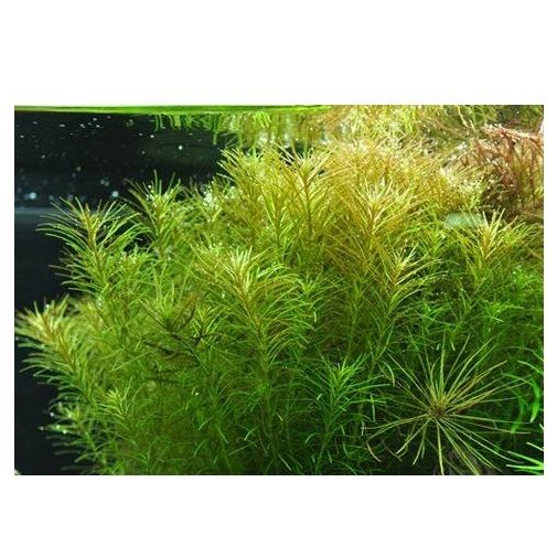 Rośliny do akwarium Rotala sp. Nanjenshan KOSZYK XXL