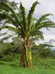 bananeira  ensete