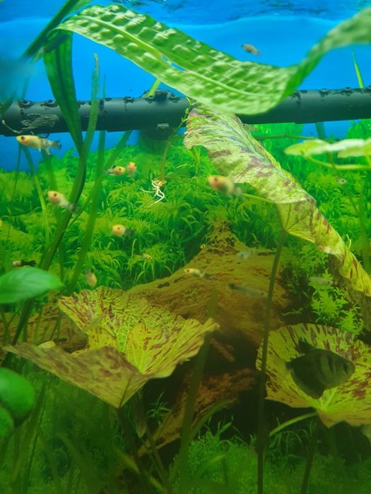 Sprzedam młode molinezja. Slimaki Helenki. Krewetki