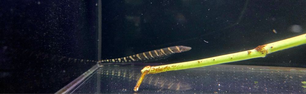 Gymnotus ucamara/ Nożowiec tygrysi