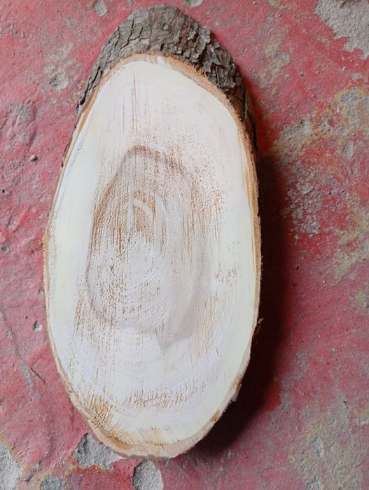 Plaster drzewa wiązowego