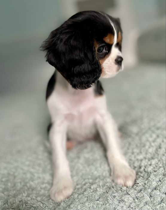 Cavalier king charles spaniel/ samiec