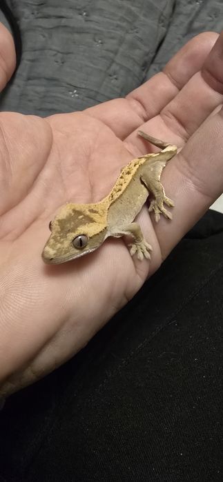 Gekon orzęsiony n/s