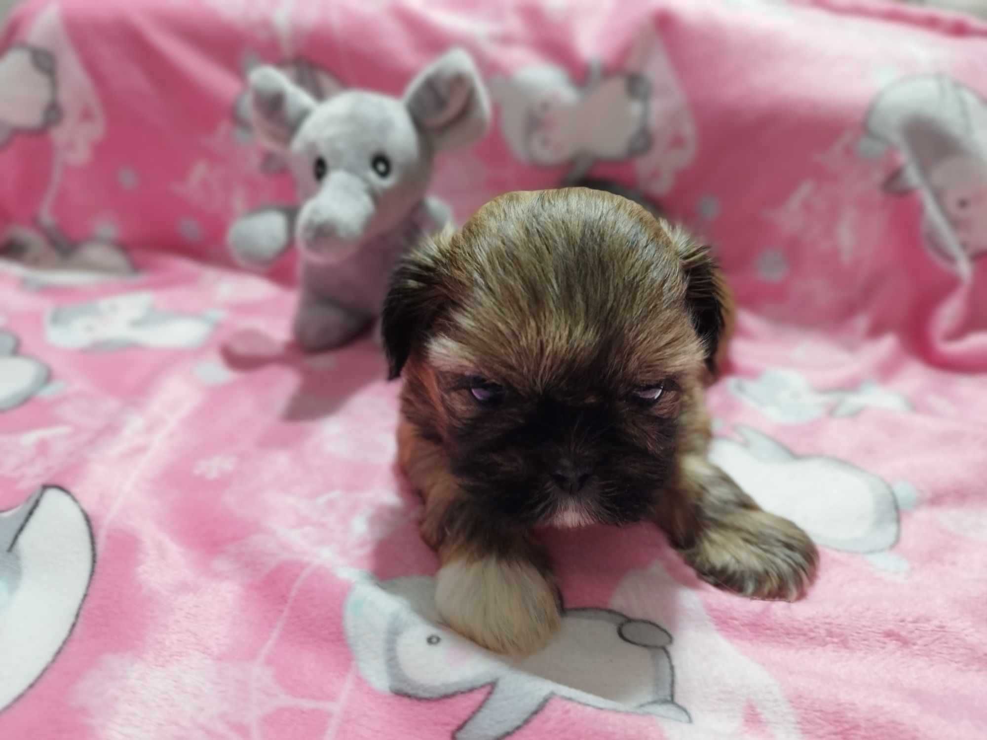 *** Śliczna Maleńka Dziewczynka Shih Tzu ***