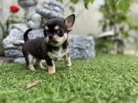 Chihuahua mini dziewczynka
