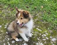 Owczarek szetlandzki, Sheltie, szczeniak, SUCZKA śniada FCI