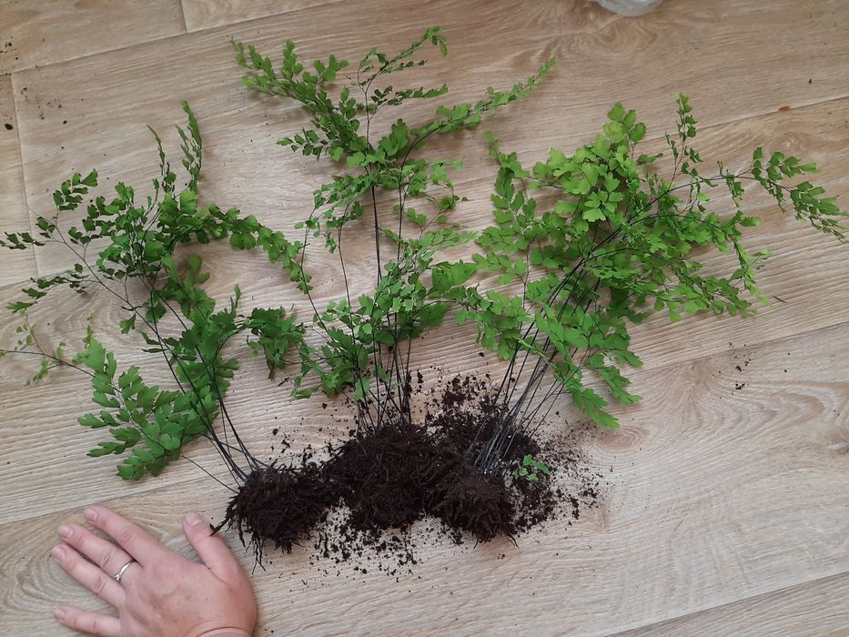 Адіантум (Венерине волося)