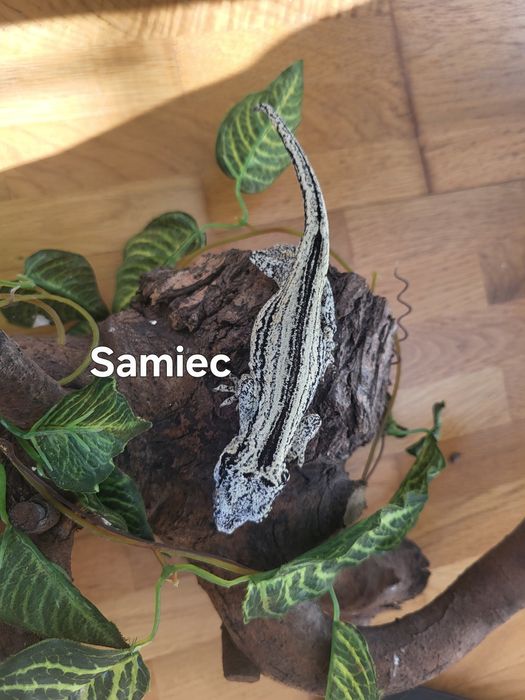 Para - Gekon Nie-orzęsiony, Uszaty