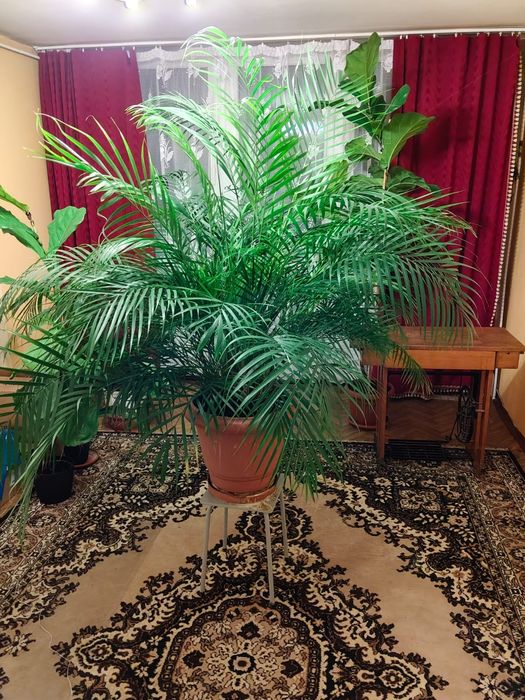 Piękna duża palma
