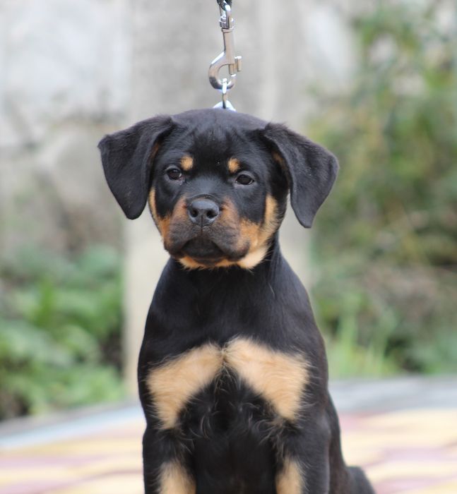 Перспективна дівчинка ротвейлер