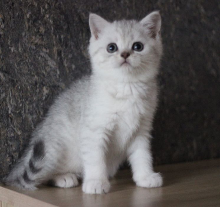 Британський срібний малючок шукає своє серденько