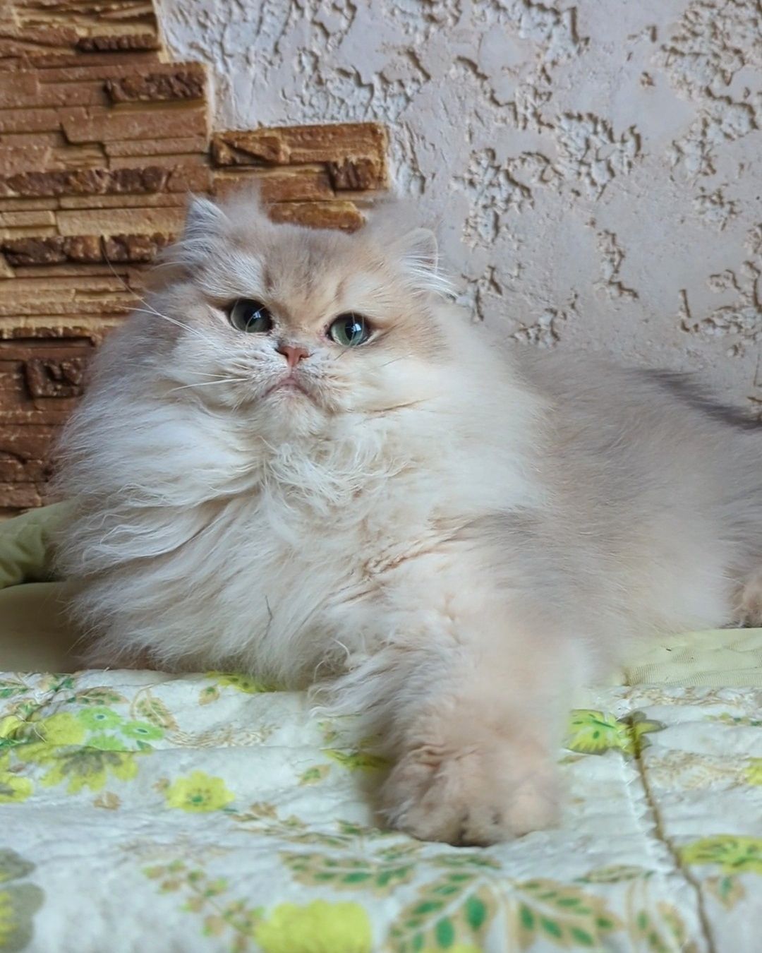 Голубое золото.Шиншила