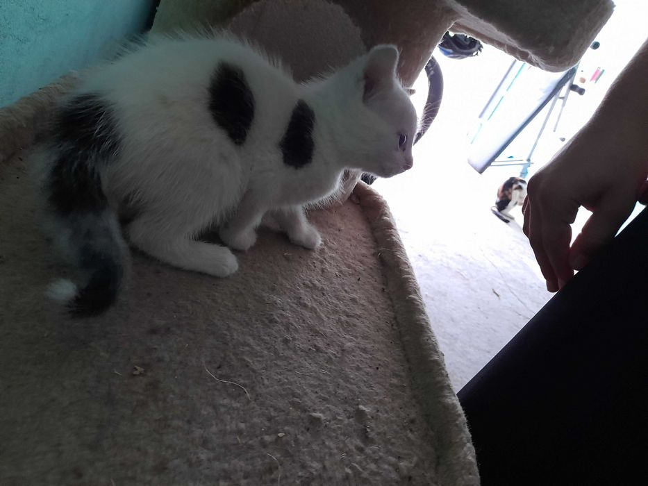 Oddam ślicznego małego kotka