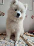 Samoyed - gotowe do odbioru