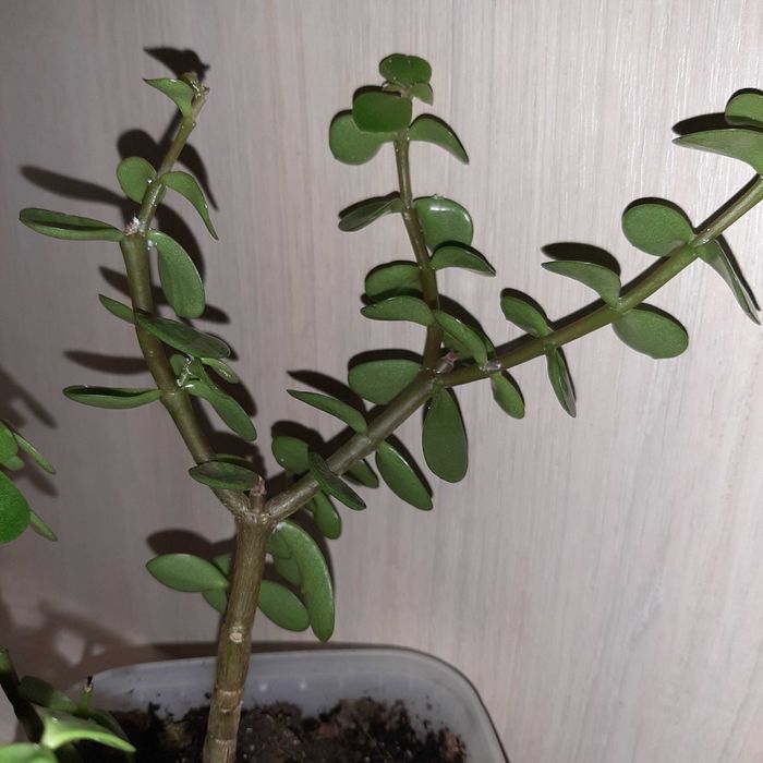 Бонсай портулакария африканская