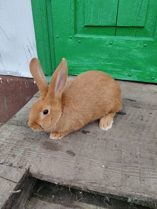 Кролики кролі бургунці