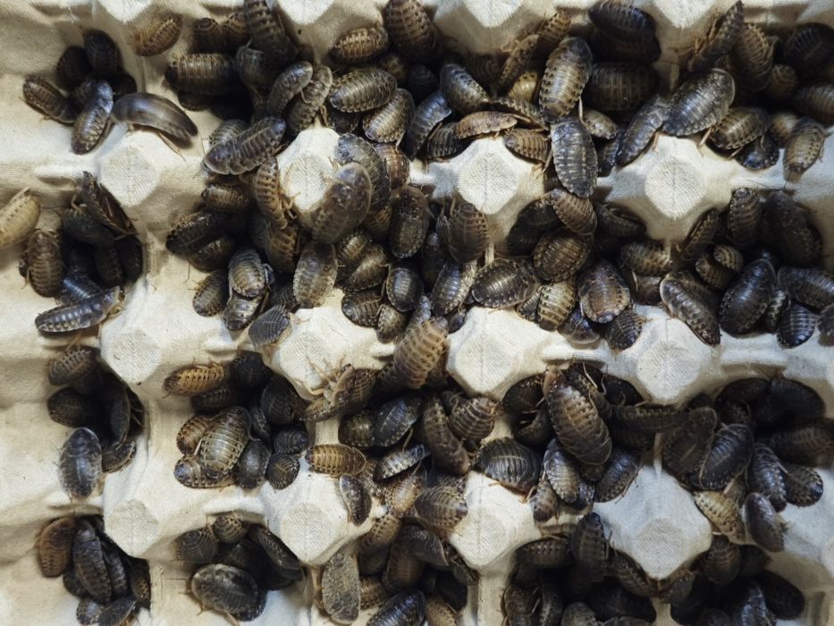 1-2cm 500szt + POKARM+HYDROŻEL+HEATPACK! Karaczany Argentyńskie Dubia!