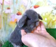 Mini Lop niebieski blue królik miniaturka baranki teddy karzelek