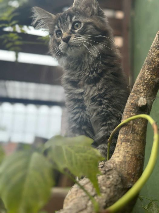 Puchata koteczka MCO FPL Całka