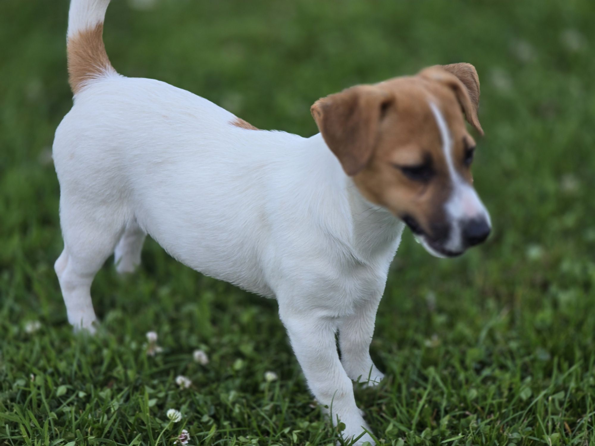 Jack Russell Terierr sunia