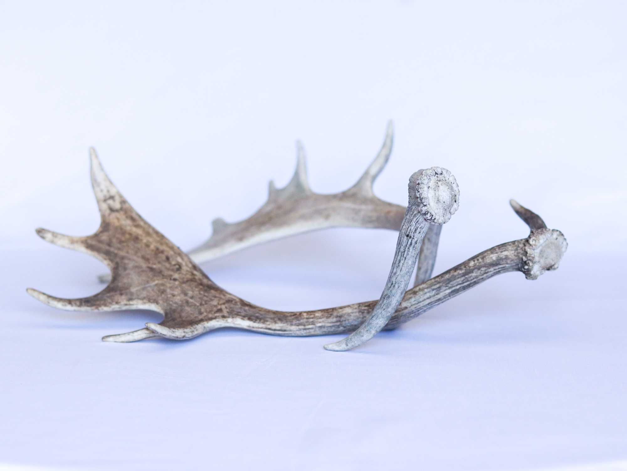 Chifres de Gamo, espécie "Dama Dama".