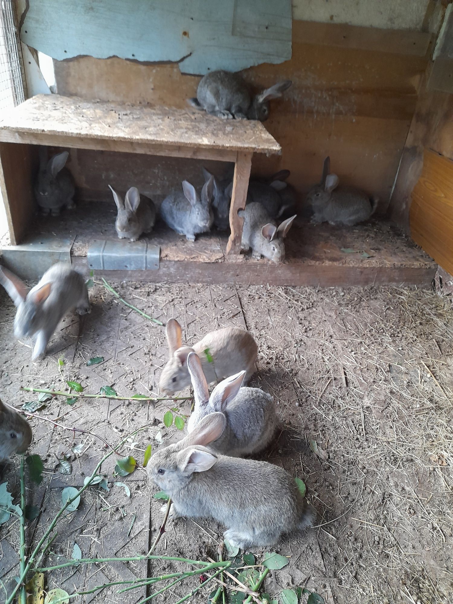 Кролики Фландер продам