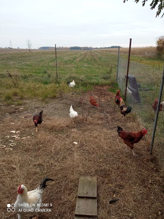 Koguty z własnego lęgu