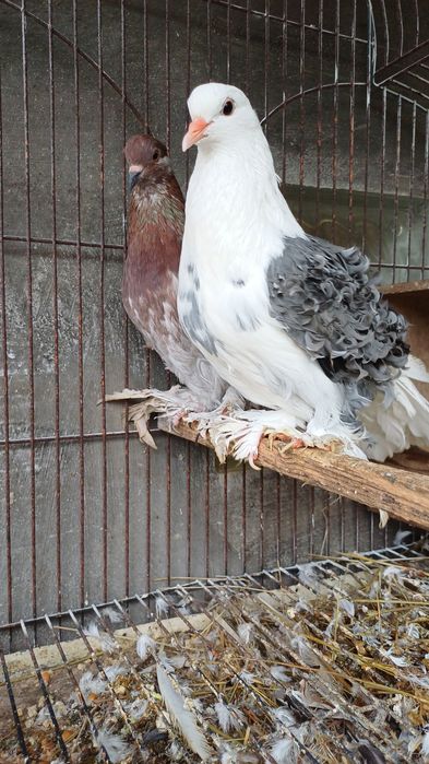 Galinhas brahmas perus e outrad