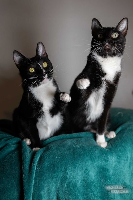 Śmiechawka - nieśmiała kocia pingwinka szuka domu