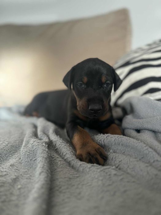 Szczeniaki Doberman